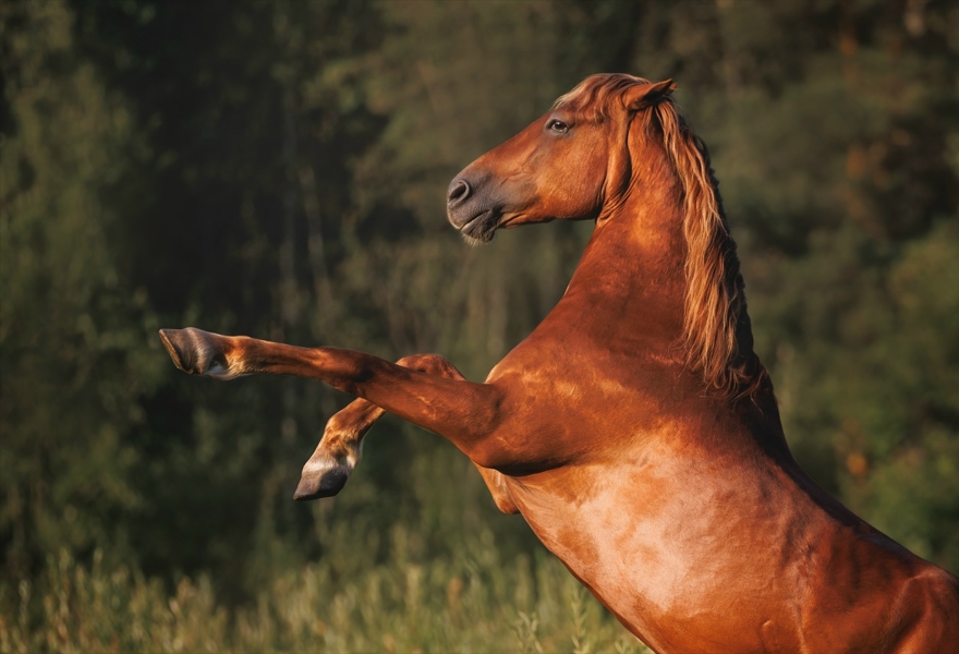 Семинар по кликер-методу