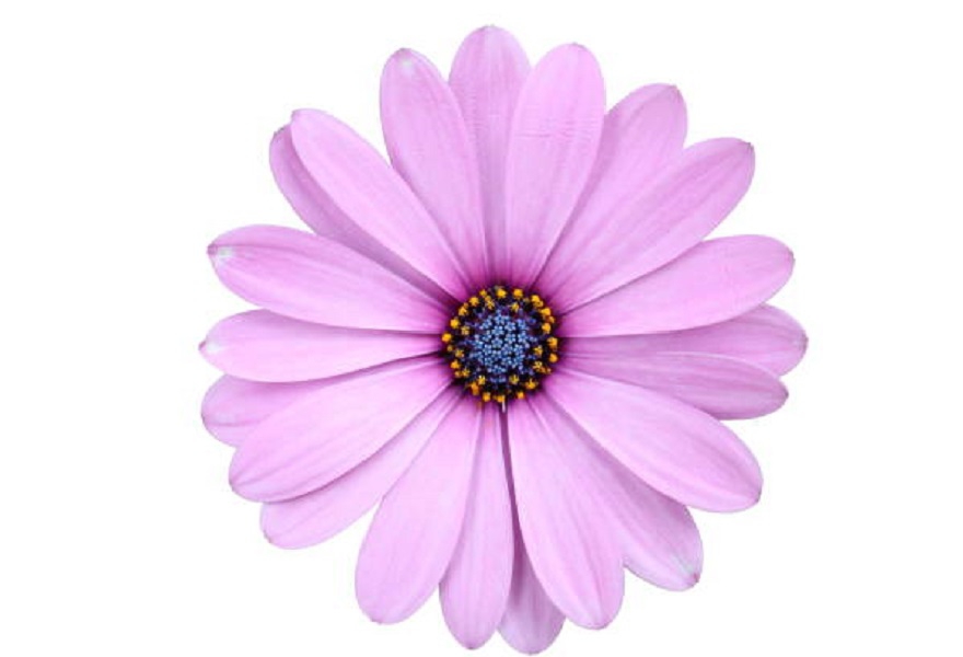 ПЕСНЯ ВЕКА. ВЕСНА