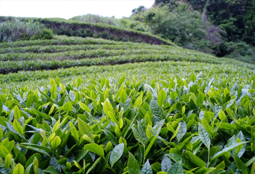 День чая в H2O