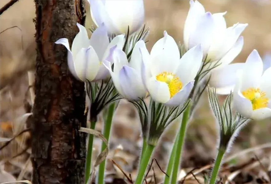 Программа «Ярче всех бриллиантов мира»