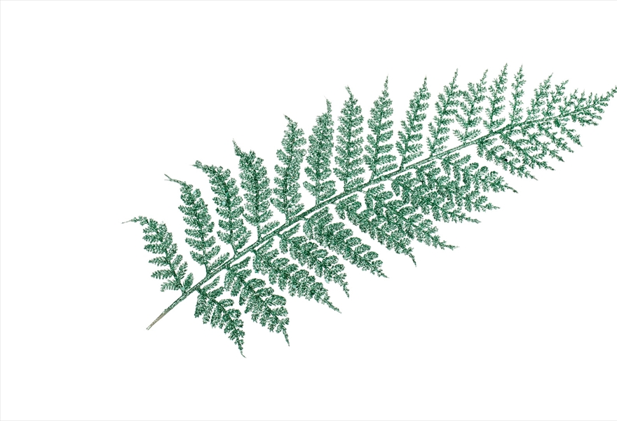 Музейное занятие «Лекарственные свойства папоротника»