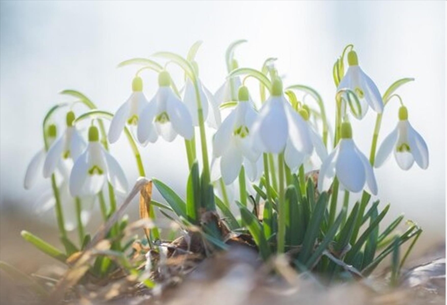 Программа «День подснежника»